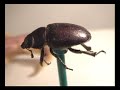 Bugs N Goatheads