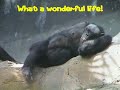 Visiting the Los Angeles Zoo