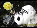 Click here to watch this video うさんぽまめ ローズガーデン.wmv