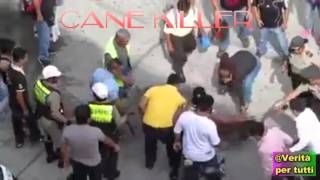cane killer, scioccante la presa di questo animale