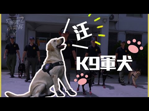 【軍武小尖兵】- K9軍犬