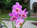 Flower Gallery