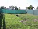 Mauricio y los Border Collies