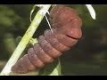 Fascinating Caterpillars Animated Slideshow Fascinating Caterpillars Animated Slideshow