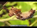 Fascinating Caterpillars Animated Slideshow