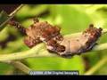 Fascinating Caterpillars Animated Slideshow