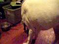 videos de annie meets stevie