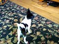 Lucy Chasing Kody