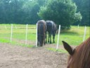 Da friesians! ~Requested by Sandalwood Stables!~