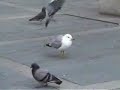 pigeon pow wow