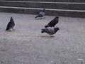 pigeon pow wow