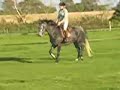 Bobby - connemara trot Zuzie Poskitt