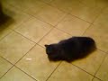 stephs stupid cat stephs stupid cat
