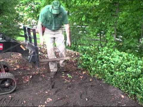 how to replant boxwoods