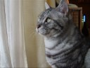 スズメが来たよ~猫(=^・^=) A sparrow comes