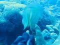 Broadclub cuttlefish Broadclub cuttlefish