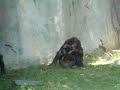 Bonobos at the San Diego Zoo