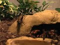 Brachypelma Smithi - Mexican Red Knee Tarantula eats Cricket / Rotknie-Vogelspinne frisst Grille
