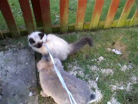 0 Shadow   Ragdoll Of The Week