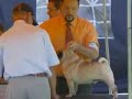 26� Exposi��o Ncional de Sintra - Pug Carlin