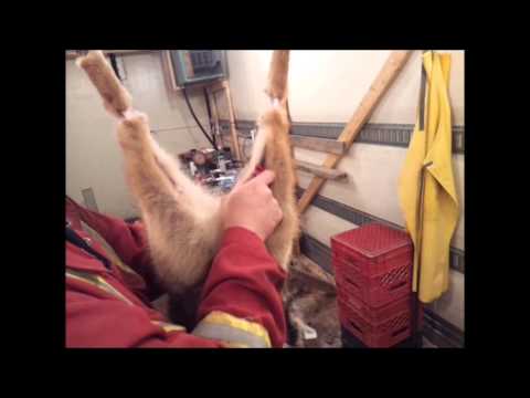 how to properly skin a coyote