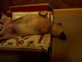 Most Relaxed Dog in the World Most Relaxed Dog in the World