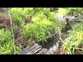 3 Beautiful Oceanview Lots, Yachats, Or. / Video Tour #1