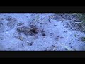 harvester Ants ANTS THAT BITE Your Feet THEY DONT STING