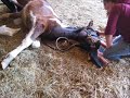 Neiko getting gelded(only shots before and after surgery) Neiko getting gelded(only shots before and after surgery)