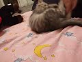 Pisoi 233.avi