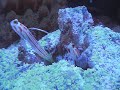 The fascinating World of the Sea - Die faszinierende Welt des Meeres. The Earth Song