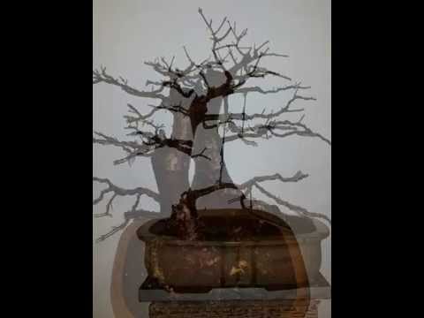 how to replant my bonsai tree