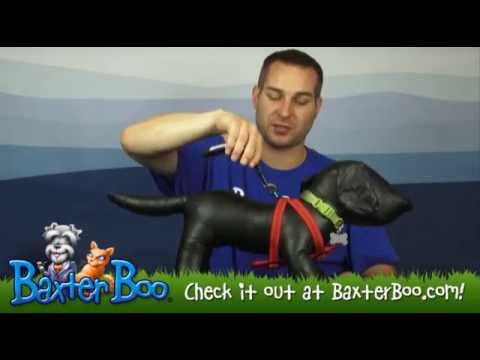 how to fit ezydog chest plate harness