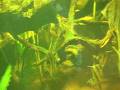 videos de Angelfish @ Zoo Bochum