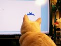 Bailey watching Cat TV on Computer Bailey watching Cat TV on Computer