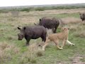 Lion & rhino.MOV Lion & rhino.MOV