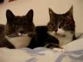 videos de Re: Cat Talking, Translation