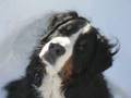 Bernese
