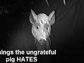 16 things the UNGRATEFUL PIG hates