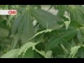 Medical Marijuana Alzheimer, CNN Int. 11 Mar 2008