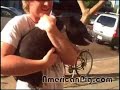 Barbie Q. the pot bellied pig freaks out while being held