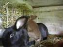 this is our rabbit mum calypso and her little kids.

