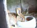 this is our rabbit mum calypso and her little kids.

