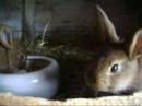 this is our rabbit mum calypso and her little kids.

