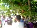 tahtaci mengisi (sinamis)mersin mut