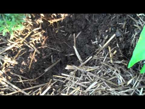 how to fertilize soil organically
