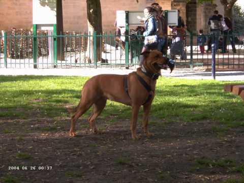 pitbull croisé rottweiler
