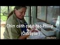 Chim cánh cụt ở đảo Phillip Island - phần 1