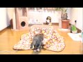 にゃんこ　はじめての猫専用コタツ