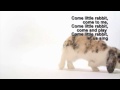 Tribute to Akmal Shaikh - Create your own rabbit song
